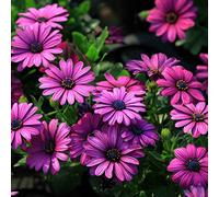 EgBert 30Pcs African Blue Eyed Daisy Seeds Osteospermum Seeds Mix Color Flower