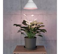 Eglo E27 LED Grow Light Bulb, Growing lamp for Indoor Plants, red Seed Light, PAR38, 16 watts, 3500 Kelvin, 1200 lumens