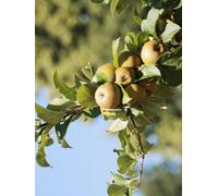 Egremont Russet Apple Tree 4-5Ft Bare Root Fruit Tree By Direct Plants