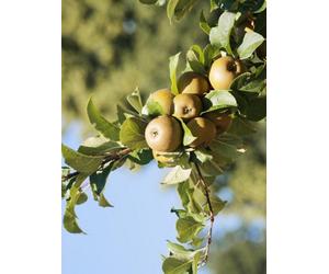 Egremont Russet Apple Tree M26 Dwarf 100-120Cm Bare Root Fruit Tree By Direct Plants