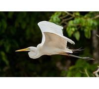 egrets-6000-Piece Adult Puzzle Toy Set - Game Wall Art - Unique Gift (14 years+)
