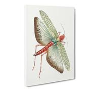 Egyptian Locust By George Shaw Canvas Print | Gallery Wrapped 30mm Frame Wall Art | 30x20 inches | Ready to Hang | Retro Picture | Living Room Bedroom Lounge Office