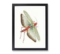 Egyptian Locust By George Shaw Vintage Framed Print | A3 Black Framed Wall Art | Ready to Hang | Classic Nature Picture | Living Room Bedroom Lounge Office