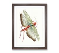 Egyptian Locust By George Shaw Vintage Framed Print | A4 Walnut Framed Wall Art | Ready to Hang | Classic Nature Picture | Living Room Bedroom Lounge Office