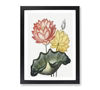 Egyptian Water Lilies By Robert John Thornton Vintage Framed Print | A3 Black Framed Wall Art | Ready to Hang | Classic Nature Picture | Living Room Bedroom Lounge Office