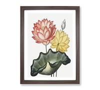 Egyptian Water Lilies By Robert John Thornton Vintage Framed Print | A3 Walnut Framed Wall Art | Ready to Hang | Classic Nature Picture | Living Room Bedroom Lounge Office