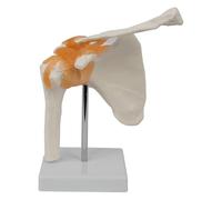 EHJRE Human Shoulder Joint Model Realistic with Base for Learning Researching Lab