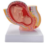 Ehwisbe Human Pregnancy Fetal Development 9Th Month Embryonic Pelvic Model Fetus Foetus Pregnancy Anatomy of The Placenta Model