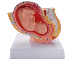 Ehwisbe Human Pregnancy Fetal Development 9Th Month Embryonic Pelvic Model Fetus Foetus Pregnancy Anatomy of The Placenta Model
