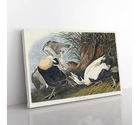 Eider Duck By John James Audubon Vintage Canvas Wall Art Print Ready to Hang, Framed Picture for Living Room Bedroom Home Office Décor, 76x50 cm (30x20 Inch)