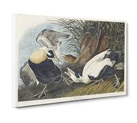 Eider Duck By John James Audubon Vintage Canvas Wall Art Print Ready to Hang, Framed Picture for Living Room Bedroom Home Office Décor, 24x16 Inch (60x40 cm)