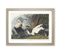 Eider Duck By John James Audubon Vintage Framed Wall Art Print, Ready to Hang Picture for Living Room Bedroom Home Office Décor, Oak A4 (34 x 25 cm)