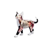 Eieenotee Animal Organ Anatomy Model 4D Cat Intelligence Assembling Toy Teaching Anatomy Model DIY Appliances