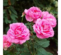 Eiffel Tower Pink Rose - an Enthralling Pink Beauty - Large Flowered Hybrid Tea Rose - for Your Beautiful Garden