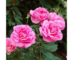 Eiffel Tower Pink Rose - an Enthralling Pink Beauty - Large Flowered Hybrid Tea Rose - for Your Beautiful Garden