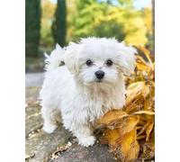 Eiialerm Cross-Stitch Kits Animal Puppy 11CT Printed Beginners Cross Stitch Kits,Stamped Embroidery Kits for Adults Wall Art Home Decoration -16x20 Inch