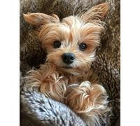 Eiialerm Cross-Stitch Kits Animal Yorkshire Terrier 11CT Printed Beginners Cross Stitch Kits,Stamped Embroidery Kits for Adults Wall Art Home Decoration -16x20 Inch