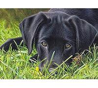 Eiialerm Cross-Stitch Kits Black Labrador 11CT Printed Beginners Cross Stitch Kits,Stamped Embroidery Kits for Adults Wall Art Home Decoration -16x20 Inch