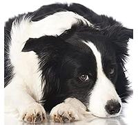 Eiialerm Cross-Stitch Kits Border Collie 11CT Printed Beginners Cross Stitch Kits,Stamped Embroidery Kits for Adults Wall Art Home Decoration -16x20 Inch