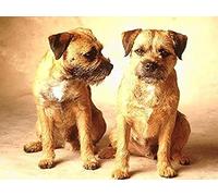 Eiialerm Cross-Stitch Kits Border Terriers 11CT Printed Beginners Cross Stitch Kits,Stamped Embroidery Kits for Adults Wall Art Home Decoration -16x20 Inch