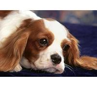 Eiialerm Cross-Stitch Kits Cavalier King Charles Spaniel 11CT Printed Beginners Cross Stitch Kits,Stamped Embroidery Kits for Adults Wall Art Home Decoration -16x20 Inch
