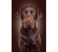 Eiialerm Cross-Stitch Kits Chocolate Labrador 11CT Printed Beginners Cross Stitch Kit Stamped Embroidery Kits for Adults Wall Art Home Decoration -16x20 Inch
