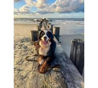 Eiialerm Cross-Stitch Kits Dog on the Beach 11CT Printed Beginners Cross Stitch Kits,Stamped Embroidery Kits for Adults Wall Art Home Decoration -16x20 Inch