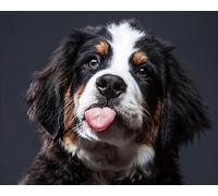 Eiialerm Cross Stitch Kits for Adults Animal Dog 11CT Pre-Printed Pattern Stamped Cross-Stitching Embroidery Kit Needlework gifts-16x20 inch