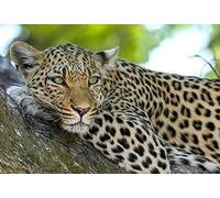 Eiialerm Cross Stitch Kits for Adults Cheetah Animal 11CT Pre-Printed Pattern Stamped Cross-Stitching Embroidery Kit Needlework gifts-16x20 inch