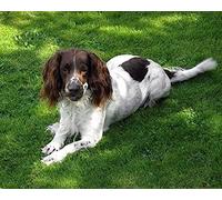 Eiialerm Cross Stitch Kits for Adults English Springer Spaniel Dog 11CT Pre-Printed Pattern Stamped Cross-Stitching Embroidery Kit Needlework gifts-16x20 inch