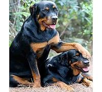 Eiialerm Cross Stitch Kits for Adults Rottweiler Dog 11CT Pre-Printed Pattern Stamped Cross-Stitching Embroidery Kit Needlework gifts-16x20 inch