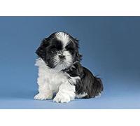 Eiialerm Cross Stitch Kits for Adults Shih Tzu Black and White Puppy 11CT Pre-Printed Pattern Stamped Cross-Stitching Embroidery Kit Needlework gifts-16x20 inch