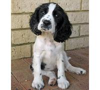 Eiialerm Cross Stitch Kits for Adults Springer Spaniel Dog 11CT Pre-Printed Pattern Stamped Cross-Stitching Embroidery Kit Needlework gifts-16x20 inch