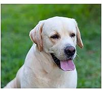 Eiialerm Cross Stitch Kits for Adults White Pet Dog Labrador Retriever 11CT Pre-Printed Pattern Stamped Cross-Stitching Embroidery Kit Needlework gifts-16x20 inch