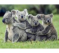 Eiialerm Cross-Stitch Kits Koala 11CT Printed Beginners Cross Stitch Kits,Stamped Embroidery Kits for Adults Wall Art Home Decoration -16x20 Inch