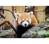 Eiialerm Cross-Stitch Kits red Panda 11CT Printed Beginners Cross Stitch Kits,Stamped Embroidery Kits for Adults Wall Art Home Decoration -16x20 Inch