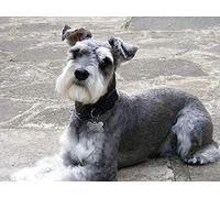 Eiialerm Cross-Stitch Kits Schnauzer Dog 11CT Printed Beginners Cross Stitch Kits,Stamped Embroidery Kits for Adults Wall Art Home Decoration -16x20 Inch