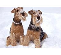 Eiialerm Cross-Stitch Kits Welsh Terrier 11CT Printed Beginners Cross Stitch Kits,Stamped Embroidery Kits for Adults Wall Art Home Decoration -16x20 Inch