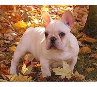 Eiialerm Cross-Stitch Kits White French Bulldog 11CT Printed Beginners Cross Stitch Kits,Stamped Embroidery Kits for Adults Wall Art Home Decoration -16x20 Inch
