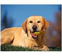 Eiialerm Stamped Cross-Stitch Kits Labrador Retriever 11CT Printed Beginners Cross Stitch Kits, Embroidery Kits for Adults Wall Art Home Decoration -16x20 Inch