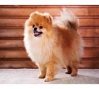 Eiialerm Stamped Cross-Stitch Kits Pomeranian S 11CT Printed Beginners Cross Stitch Kits, Embroidery Kits for Adults Wall Art Home Decoration -16x20 Inch