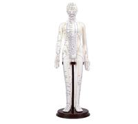EIMSOAH Acupuncture Model, 52cm Human Body Acupoint Model with 360 Degree Rotating Arms and Clear PVC Material for Student Training and Practice (Female)