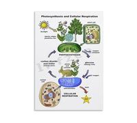 EKFBQBGW Biology Educational Poster The Carbon Cycle Photosynthesis vs Respiration Diagram for Science Class Canvas Wall-Art Unframed,12X18inch(30X45cm)
