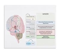 EKFBQBGW Brain Diagram Canvas Wall-Art Neuroscience Educational Poster for Science Classroom Research School Decor Unframed,12x18inch(30x45cm)