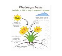 EKFBQBGW Science Teacher Resource Photosynthesis Chart Biology Poster for Classroom Wall Decor STEM Homeschool Supplies Visual Learning Aid Rolled Print Framed,12X18inch(30X45cm)