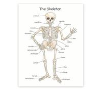 EKFBQBGW Skeletal System Poster for Human Skeleton Bone Structure Chart Educational Anatomy Wall-Art Framed,16x24inch(40x60cm)