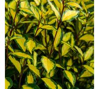 Elaeagnus Ebbingei Maryline Gold Variegated Evergreen Shrub