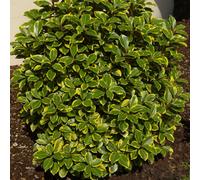 Elaeagnus Viveleg Cream Variegated Evergreen Shrub
