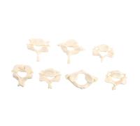 ELAYARD 1Set Life Cervical Spine Model Anatomical Human Vertebrae Study Tool Material for Patient Education Realistic Details for Teaching for Medical