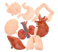 ELAYARD 8pcs Human Organ Anatomical Model Realistic Simulated Brain Heart Lung Liver Kidney Teaching Tools for Medical Students Educators Compact Lightweight Montessori Educational Display